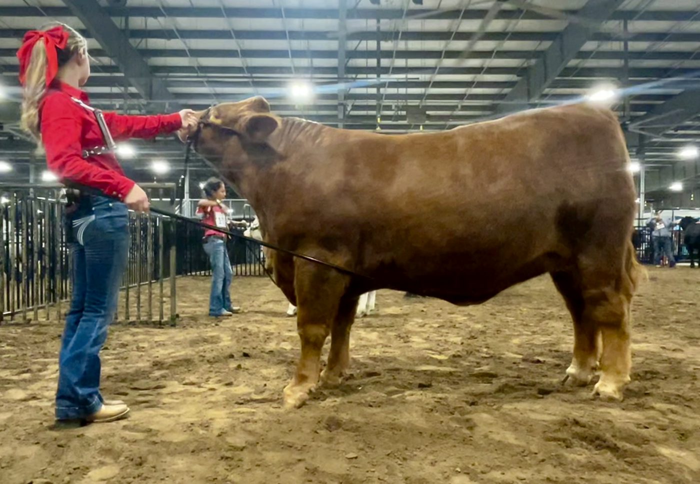 Ella setting up her red heifer in profile in the show ring