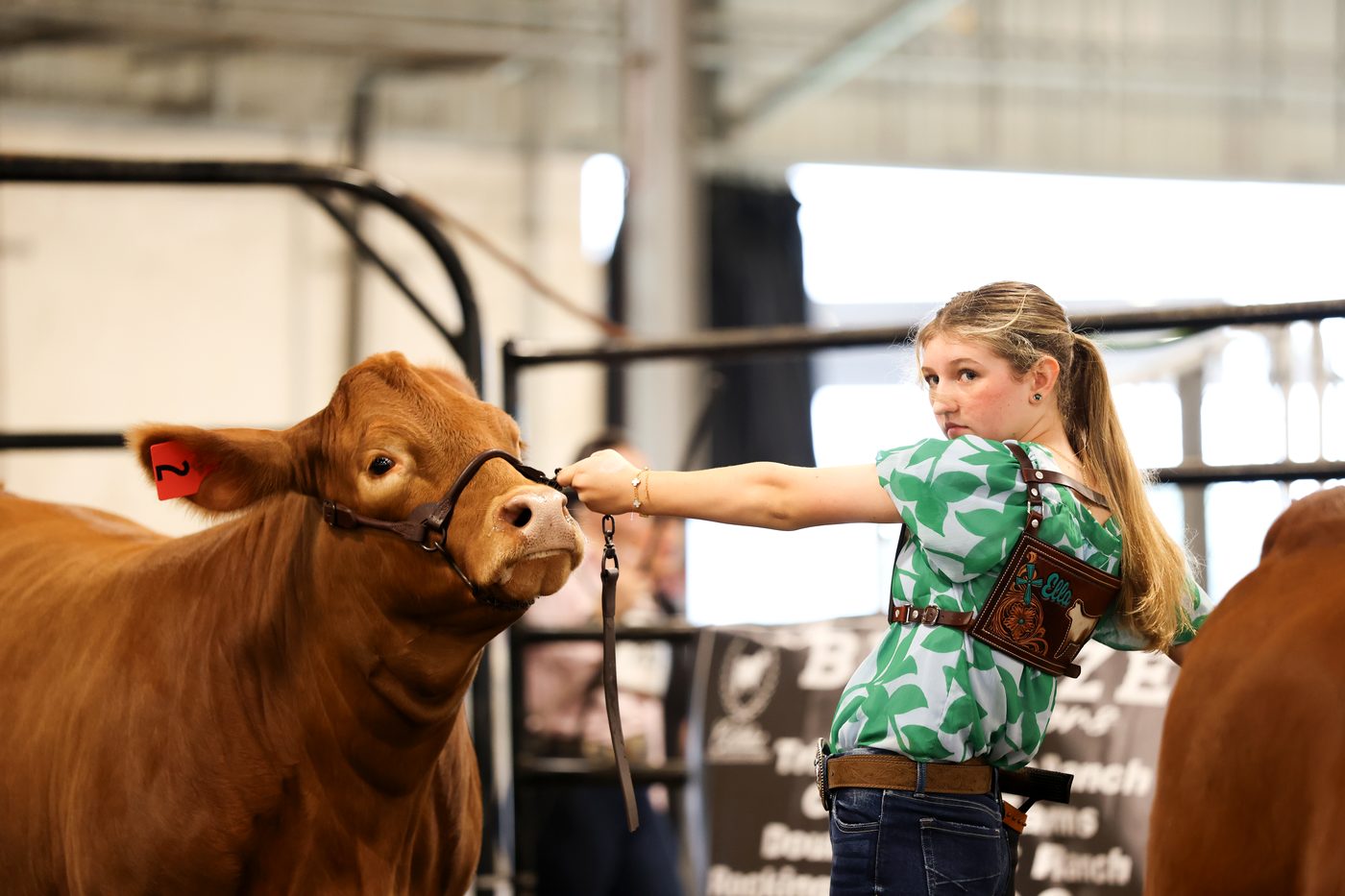 Ella adjusting her red heifer's head with her custom Ellewether show harness