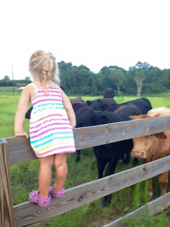 Ella as a toddler standing on the pasture fence watching the herd