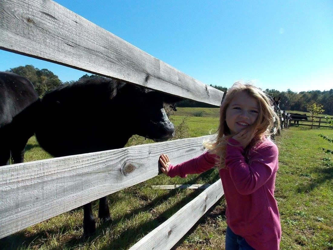 Young Ella at the fence with one of the cows